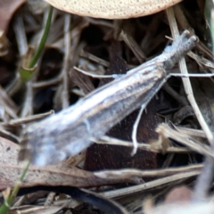 Hednota pedionoma PS1 (BOLD) (a Crambid moth (Crambinae)) at Parkes, ACT - 31 Mar 2024 by Hejor1