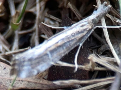 Hednota pedionoma PS1 (BOLD) (a Crambid moth (Crambinae)) at Mount Ainslie to Black Mountain - 31 Mar 2024 by Hejor1