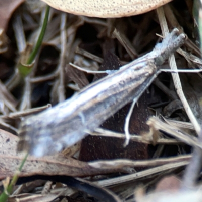 Hednota pedionoma PS1 (BOLD) (a Crambid moth (Crambinae)) at Parkes, ACT - 31 Mar 2024 by Hejor1