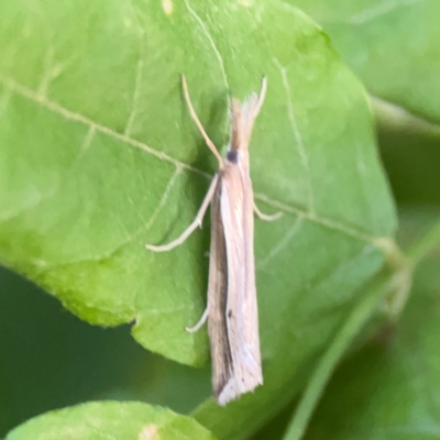 Hednota acontophora (A Crambid Moth) at Mount Ainslie to Black Mountain - 31 Mar 2024 by Hejor1