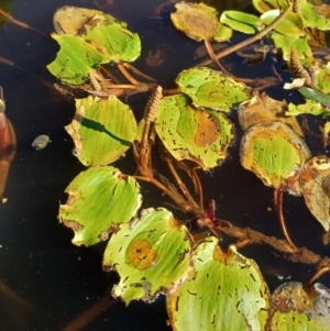 Potamogeton sulcatus at Jacka, ACT - 25 Feb 2024