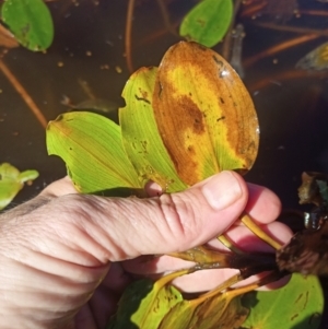 Potamogeton sulcatus at Jacka, ACT - 25 Feb 2024