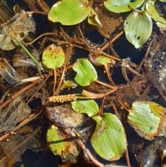 Potamogeton sulcatus at Jacka, ACT - 25 Feb 2024