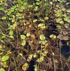 Potamogeton sulcatus at Jacka, ACT - 25 Feb 2024