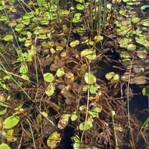 Potamogeton sulcatus at Jacka, ACT - 25 Feb 2024