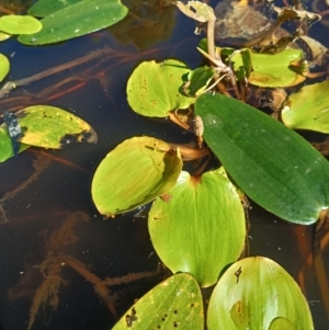 Potamogeton sulcatus at Jacka, ACT - 25 Feb 2024