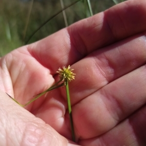 Cyperus sphaeroideus at Jacka, ACT - 25 Feb 2024