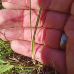 Cyperus sphaeroideus at Jacka, ACT - 25 Feb 2024