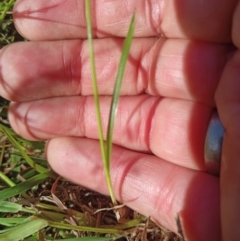 Cyperus sphaeroideus at Jacka, ACT - 25 Feb 2024