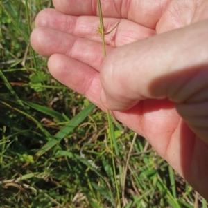 Cyperus sphaeroideus at Jacka, ACT - 25 Feb 2024