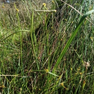 Cyperus sphaeroideus at Jacka, ACT - 25 Feb 2024