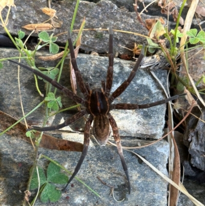 Dolomedes sp. (genus) (Fishing spider) at Gilmore, ACT - 31 Mar 2024 by Melmo