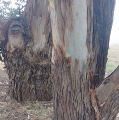 Eucalyptus globulus subsp. bicostata (Southern Blue Gum, Eurabbie) at Symonston, ACT - 31 Mar 2024 by CallumBraeRuralProperty