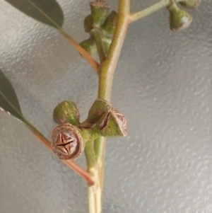 Eucalyptus maidenii at Symonston, ACT - 1 Apr 2024