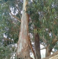 Eucalyptus maidenii at Symonston, ACT - 1 Apr 2024