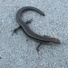 Lampropholis delicata (Delicate Skink) at Gilmore, ACT - 1 Apr 2024 by Melmo