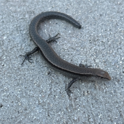 Lampropholis delicata (Delicate Skink) at Gilmore, ACT - 31 Mar 2024 by Melmo