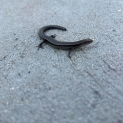 Lampropholis delicata (Delicate Skink) at Gilmore, ACT - 31 Mar 2024 by Melmo