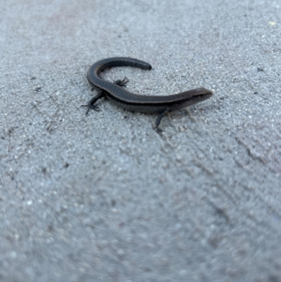 Lampropholis delicata (Delicate Skink) at Gilmore, ACT - 31 Mar 2024 by Melmo