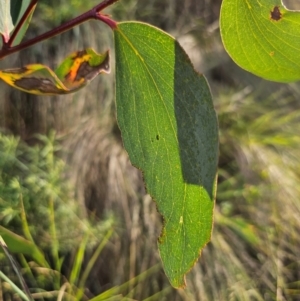 Eucalyptus pauciflora subsp. pauciflora at QPRC LGA - 31 Mar 2024