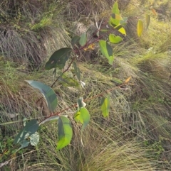 Eucalyptus pauciflora subsp. pauciflora at QPRC LGA - 31 Mar 2024