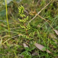 Cheilanthes sieberi subsp. sieberi (Narrow Rock Fern) at QPRC LGA - 31 Mar 2024 by Csteele4