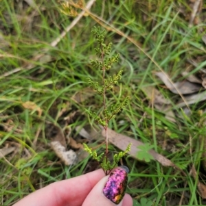 Cheilanthes sieberi subsp. sieberi at QPRC LGA - 31 Mar 2024