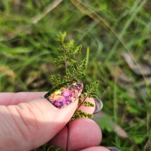 Cheilanthes sieberi subsp. sieberi at QPRC LGA - 31 Mar 2024