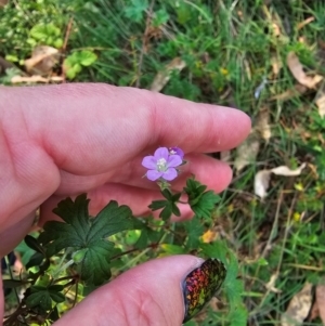 Geranium gardneri at QPRC LGA - 31 Mar 2024 04:59 PM