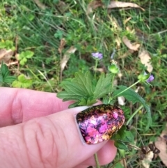 Geranium gardneri at QPRC LGA - 31 Mar 2024 04:59 PM