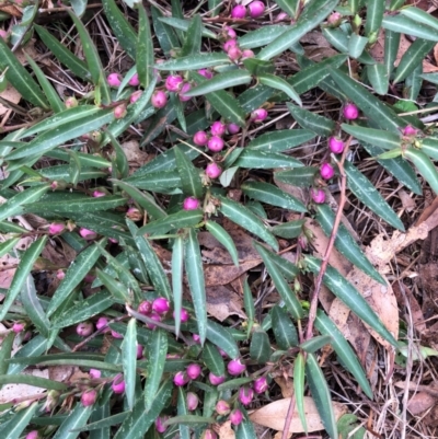 Eremophila debilis (Winter Apple) at Cowra, NSW - 20 Mar 2024 by Muriel