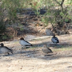 Chenonetta jubata (Australian Wood Duck) at Wodonga - 31 Mar 2024 by KylieWaldon