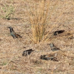 Sturnus vulgaris (Common Starling) at Wodonga - 31 Mar 2024 by KylieWaldon