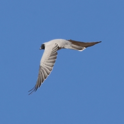 Coracina novaehollandiae (Black-faced Cuckooshrike) at Wodonga - 31 Mar 2024 by KylieWaldon