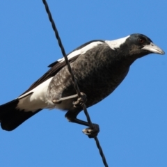 Gymnorhina tibicen (Australian Magpie) at Wodonga - 31 Mar 2024 by KylieWaldon