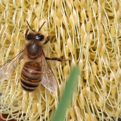 Apis mellifera (European honey bee) at WREN Reserves - 31 Mar 2024 by KylieWaldon