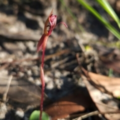 Chiloglottis sp. (A Bird/Wasp Orchid) at Ben Boyd National Park - 1 Apr 2024 by BethanyDunne