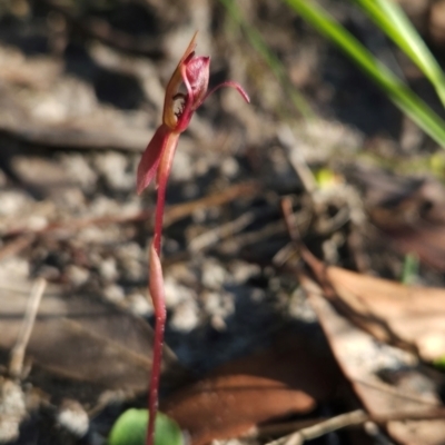 Chiloglottis sp. (A Bird/Wasp Orchid) at Ben Boyd National Park - 31 Mar 2024 by BethanyDunne