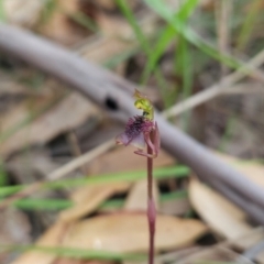 Chiloglottis curviclavia (Bird Orchid) at Ben Boyd National Park - 31 Mar 2024 by BethanyDunne
