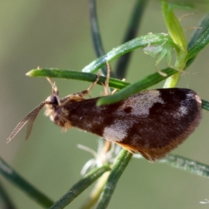 Anestia semiochrea at Red Hill to Yarralumla Creek - 1 Apr 2024