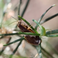 Anestia semiochrea at Red Hill to Yarralumla Creek - 1 Apr 2024