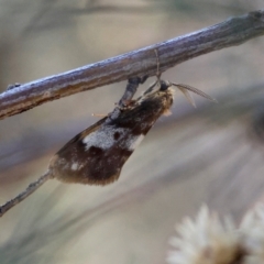 Anestia semiochrea at Red Hill to Yarralumla Creek - 1 Apr 2024 12:39 PM