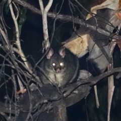 Trichosurus cunninghami (Mountain Brushtail Possum, Southern Bobuck) at Bondo State Forest - 29 Mar 2024 by Ct1000