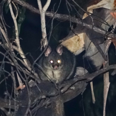 Trichosurus cunninghami (Mountain Brushtail Possum, Southern Bobuck) at Bondo State Forest - 29 Mar 2024 by Ct1000