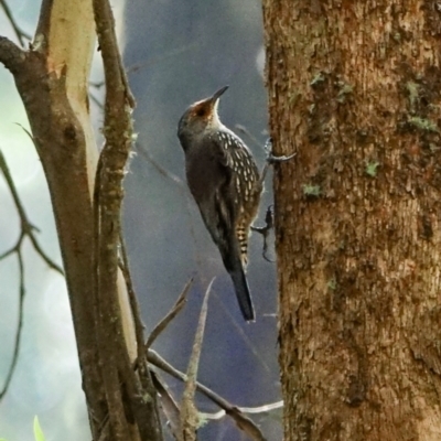 Climacteris erythrops (Red-browed Treecreeper) at Bondo State Forest - 29 Mar 2024 by Ct1000