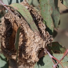 Unverified Moth (Lepidoptera) at Wodonga - 1 Apr 2024 by KylieWaldon