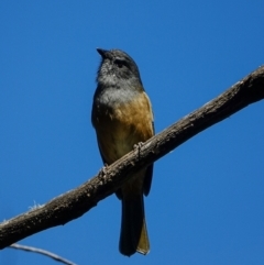 Pachycephala olivacea (Olive Whistler) at Bondo State Forest - 30 Mar 2024 by Ct1000