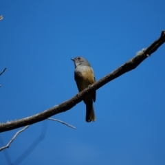 Pachycephala olivacea at Bondo State Forest - 30 Mar 2024