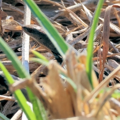 Lampropholis guichenoti (Common Garden Skink) at WREN Reserves - 31 Mar 2024 by KylieWaldon