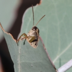 Phaulacridium vittatum (Wingless Grasshopper) at WREN Reserves - 31 Mar 2024 by KylieWaldon